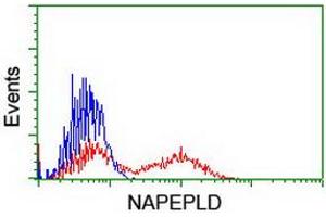 HEK293T cells transfected with either RC209877 overexpress plasmid (Red) or empty vector control plasmid (Blue) were immunostained by anti-NAPEPLD antibody (ABIN2455241), and then analyzed by flow cytometry. (NAPEPLD Antikörper)