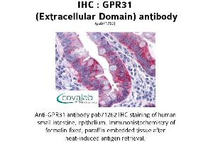 Image no. 1 for anti-G Protein-Coupled Receptor 31 (GPR31) (2nd Extracellular Domain) antibody (ABIN1735056) (GPR31 Antikörper  (2nd Extracellular Domain))