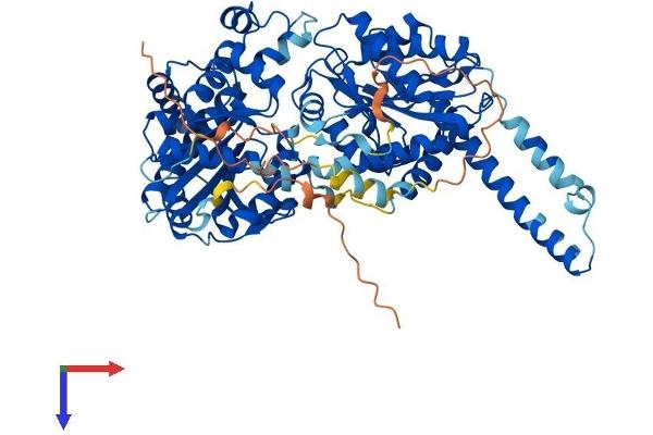 Glycogen Synthase 2 Protein (AA 1-704) (His tag)