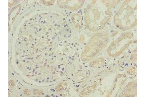 Immunohistochemistry (IHC) image for anti-Cytochrome B5 Type B (Outer Mitochondrial Membrane) (CYB5B) (AA 2-118) antibody (ABIN7149122)