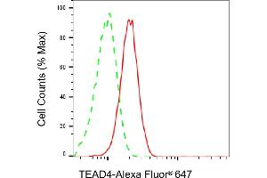 Flow cytometric analysis of TEAD4 expression in HepG2 cells using TEAD4 antibody (ABIN7800526), 1:2,000). (Rekombinanter TEAD4 Antikörper)