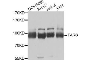 Western blot analysis of extracts of various cell lines, using TARS Antibody (ABIN5974207) at 1/1000 dilution.
