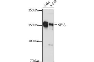 KIF4A Antikörper