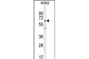 KBTBD5 Antibody (Center) (ABIN654387 and ABIN2844133) western blot analysis in K562 cell line lysates (35 μg/lane). (KBTBD5 Antikörper  (AA 349-377))