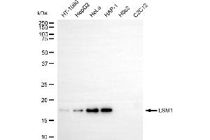 Western blotting analysis using LSM1 antibody (ABIN7799285). (LSM1 Antikörper)