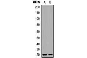 Western blot analysis of BinCARD expression in HeLa (A), H9C2 (B) whole cell lysates.