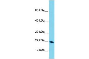 Western Blotting (WB) image for anti-Defensin, beta 129 (DEFB129) (C-Term) antibody (ABIN2787687) (DEFB129 Antikörper  (C-Term))