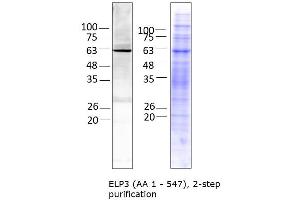ELP3 (AA- 1 - 547), 2-step purification (ELP3/KAT9 Protein (AA 1-547) (Strep Tag))