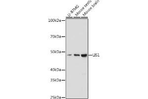 Western blot analysis of extracts of various cell lines, using LIS1 antibody (ABIN7269401) at 1:1000 dilution.