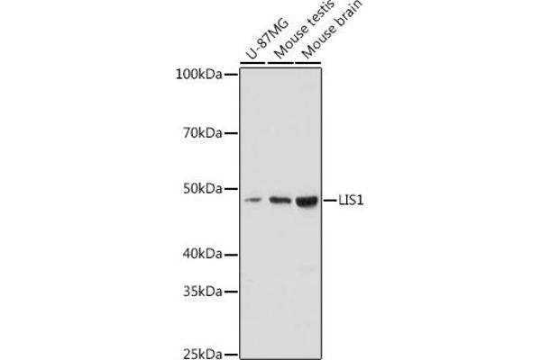 PAFAH1B1 antibody