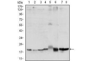 Western blot analysis using SKP1 mouse mAb against Hela (1), NIH/3T3 (2), A431 (3), RAJI (4), PC-12 (5), Cos7 (6), MCF-7 (7) and HepG2 (8) cell lysate.