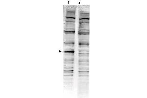 Western Blotting (WB) image for Rat Serum (Sterile) (ABIN925201) (Ratte Serum (Sterile))
