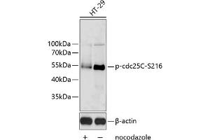 Western blot analysis of extracts of HT-29 cells, using Phospho-cdc25C-S216 antibody (ABIN6135198, ABIN6136038, ABIN6136039 and ABIN6225599). (CDC25C Antikörper  (pSer216))