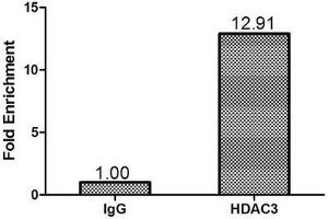 Immunohistochemistry (IHC) image for anti-Histone Deacetylase 3 (HDAC3) (AA 1-428) antibody (ABIN7155310)