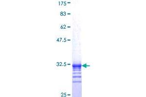TAF11 Protein (AA 158-210) (GST tag)
