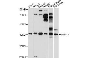 Western blot analysis of extracts of various cell lines, using WISP3 antibody (ABIN6291067) at 1:1000 dilution.
