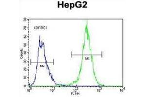 Flow cytometric analysis of HepG2 cells (right histogram) compared to a negative control cell (left histogram) using MRFAP1L1 Antibody , followed by FITC-conjugated goat-anti-rabbit secondary antibodies. (MRFAP1L1 Antikörper  (Middle Region))