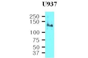 Western Blotting (WB) image for anti-Integrin beta 1 (ITGB1) (AA 34-141) antibody (ABIN317500)