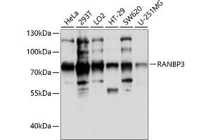 Western blot analysis of extracts of various cell lines, using R antibody (ABIN6128612, ABIN6146677, ABIN6146678 and ABIN6214044) at 1:1000 dilution. (RanBP3 Antikörper  (AA 1-250))