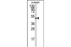 Western Blotting (WB) image for anti-Protein Kinase, AMP-Activated, gamma 3 Non-Catalytic Subunit (PRKAG3) (AA 265-295) antibody (ABIN5533705)