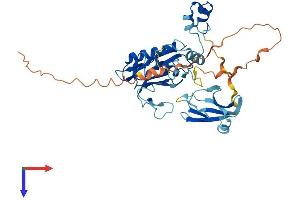 MMP23B Protein (AA 1-390) (His tag)
