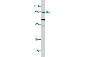 Western blot analysis of NCI-H460 cell lysate (35 ug/lane) with CLOCK polyclonal antibody .