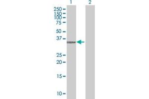 Western Blot analysis of CD1D expression in transfected 293T cell line by CD1D MaxPab polyclonal antibody. (CD1d Antikörper  (AA 1-335))