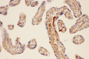 Anti-CMA1 Picoband antibody,  IHC(P): Human Placenta Tissue (CMA1 Antikörper  (AA 22-247))