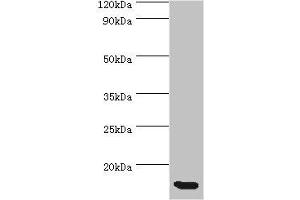 Western blot All lanes: CCL11 antibody at 5 μg/mL + Hela whole cell lysate Secondary Goat polyclonal to rabbit IgG at 1/10000 dilution Predicted band size: 11 kDa Observed band size: 11 kDa (CCL11 Antikörper  (AA 1-97))