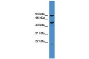 Image no. 1 for anti-Mab-21 Domain Containing 2 (MB21D2) (C-Term) antibody (ABIN6745471) (MB21D2 Antikörper  (C-Term))