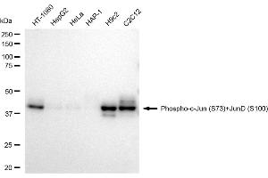 Western blotting analysis using Phospho-c-Jun (S73)+JunD (S100) antibody (ABIN7799147).