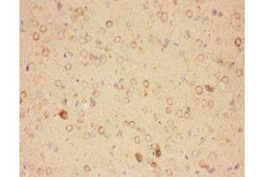 IHC-P: CNTF antibody testing of rat brain tissue (CNTF Antikörper  (AA 2-200))