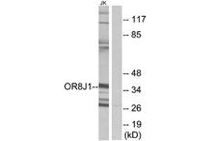 Western blot analysis of extracts from Jurkat cells, using OR8J1 Antibody. (OR8J1 Antikörper  (AA 233-282))