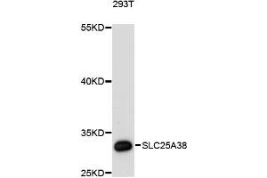 Western blot analysis of extracts of 293T cells, using SLC25A38 antibody (ABIN6290960) at 1:3000 dilution.