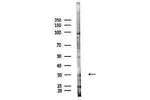 Western blot analysis of lysates from Mouse testis, using GP9/Ca Antibody at 1/1000 dilution.