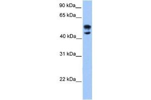 Western Blotting (WB) image for anti-Deformed Epidermal Autoregulatory Factor 1 (Drosophila) (DEAF1) antibody (ABIN2458406) (DEAF1 Antikörper)