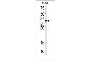 Image no. 2 for anti-Apurinic/Apyrimidinic Endonuclease 1 (APEX1) (AA 40-70), (N-Term) antibody (ABIN358027) (APEX1 Antikörper  (N-Term))