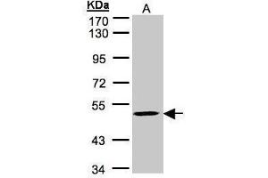 WB Image Sample(30 μg of whole cell lysate) A:HeLa S3 , 7. (MAZ Antikörper  (C-Term))