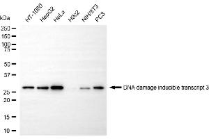 anti-DNA-Damage-Inducible Transcript 3 (DDIT3) antibody