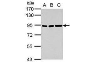 Image no. 1 for anti-Zinc Finger and SCAN Domain Containing 20 (ZSCAN20) (Internal Region) antibody (ABIN1493533)