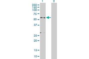 Western Blot analysis of GRN expression in transfected 293T cell line by GRN MaxPab polyclonal antibody. (Granulin Antikörper  (AA 1-593))