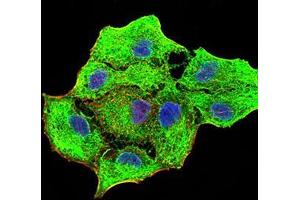 Immunofluorescence analysis of MCF-7 cells using CK5 mouse mAb (green). (Cytokeratin 5 Antikörper  (AA 258-357))