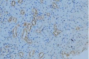 ABIN6279027 at 1/100 staining Mouse kidney tissue by IHC-P. (MRPL53 Antikörper  (Internal Region))
