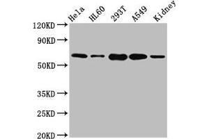 SLAMF6 抗体  (AA 248-331)