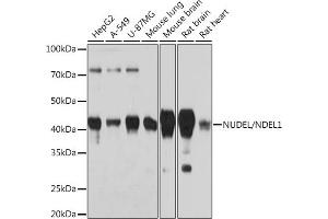 Western blot analysis of extracts of various cell lines, using NUDEL/NDEL1 Rabbit mAb (ABIN7269068) at 1:1000 dilution. (NDEL1 Antikörper)