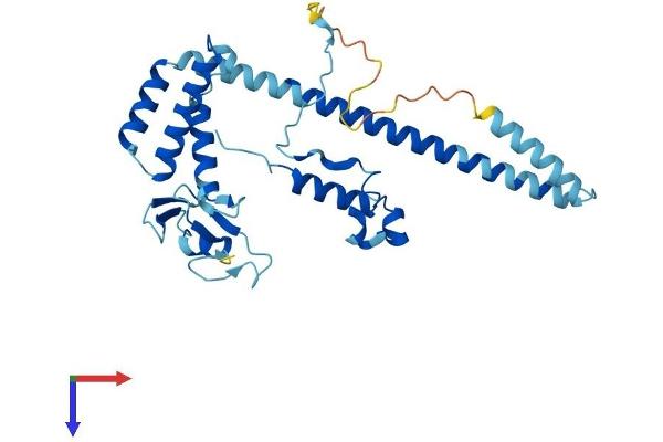 MNAT1 Protein (AA 1-309) (His tag)