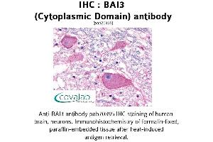 Image no. 1 for anti-Brain-Specific Angiogenesis Inhibitor 3 (BAI3) (3rd Cytoplasmic Domain) antibody (ABIN1732207) (BAI3 Antikörper  (3rd Cytoplasmic Domain))