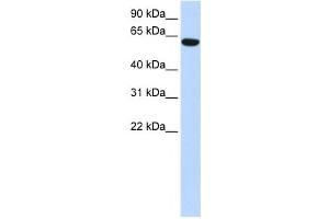 Western Blotting (WB) image for anti-Coiled-Coil Domain Containing 11 (CCDC11) antibody (ABIN2459909)