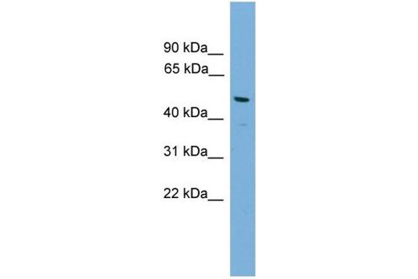 GJA8 Antikörper  (N-Term)