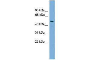 WB Suggested Anti-Gja8 Antibody Titration:  0. (GJA8 Antikörper  (N-Term))
